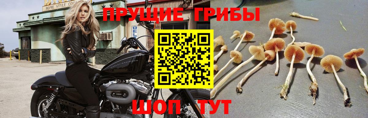Камышлов  Галлюциногенные грибы мицелий  Вход с VPN  Псилоцибиновые грибы MAGIC MUSHROOMS 